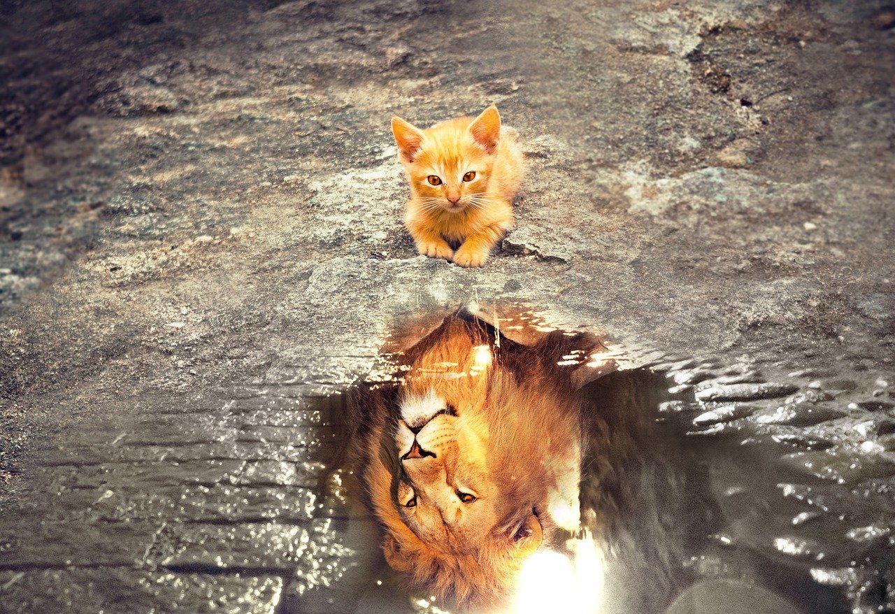 Un chaton observe son reflet dans une flaque d'eau : il y voit un lion. Idéal pour représenter un entrepreneur en début de parcours !