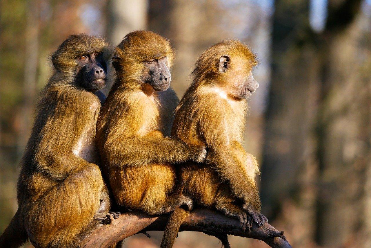 Trois singes dans une forêt regardent dans la même direction.