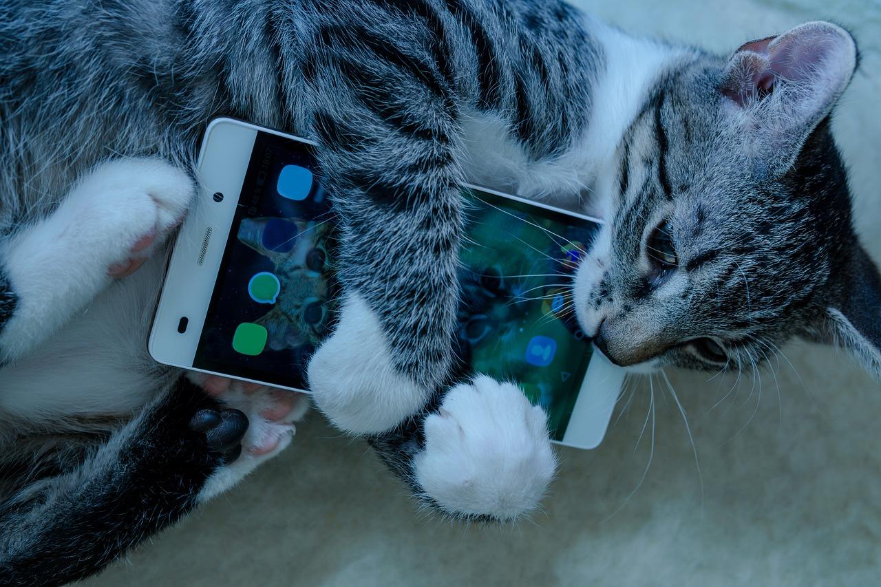 Un chat qui tient un smartphone