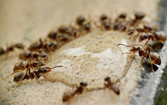 des fourmis sont en conciliabule