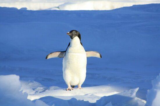 Un pingouin sur la banquise