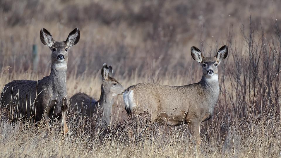 Un groupe d'animaux est en écoute active