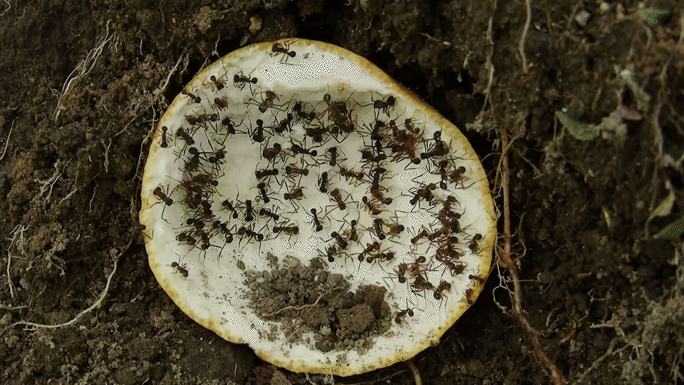 Des fourmis coopèrent